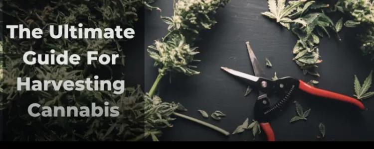 Tips for Harvesting, Drying and Curing!