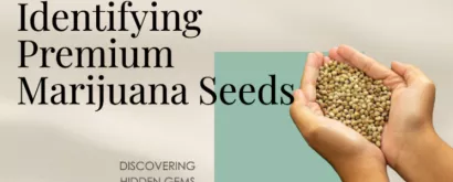 Tips to Identify Premium Cannabis Seeds!