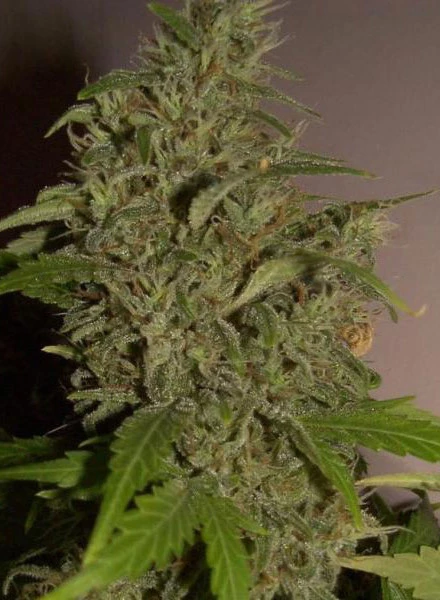 Willie Nelson - Reeferman Seeds, 1 of 2